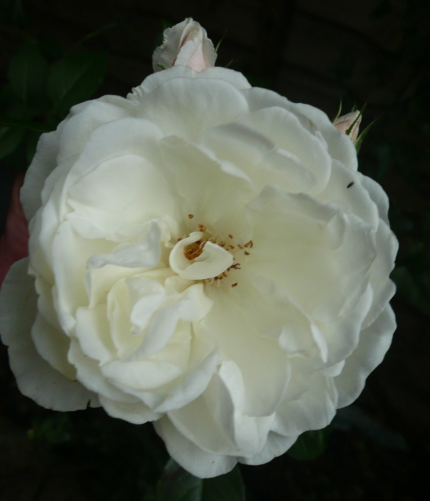 A White Rose A rose changes so much from a tiny bud to a f… Flickr