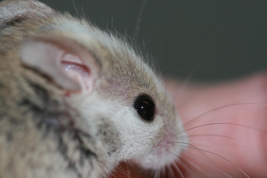 African Soft Furred Rats AKA... snake food. BlackWyld Flickr