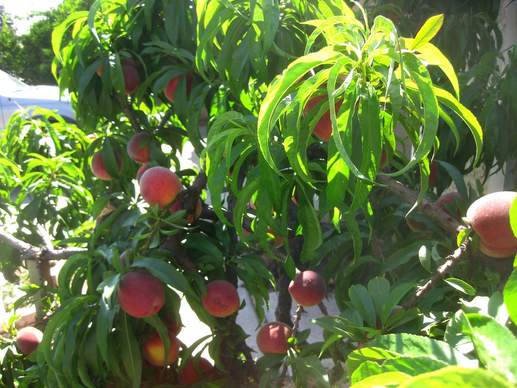 BonanHoriBacklit_09 A 29 year old dwarf Bonanza peach tree… Flickr