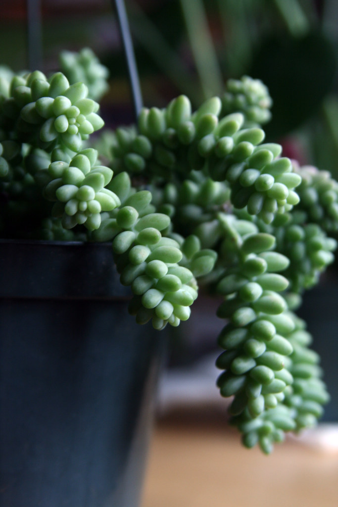 Hermes New plant, looks a bit like dreadlocks. Quinn Dombrowski