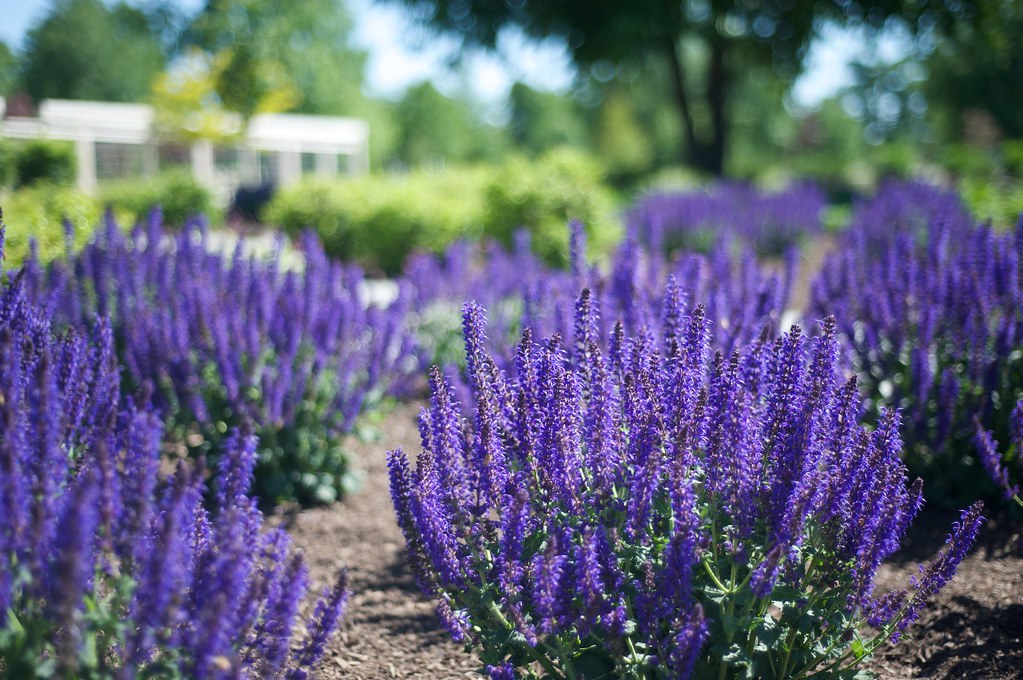 The Purple Flowers that the Bees love I what these … Flickr