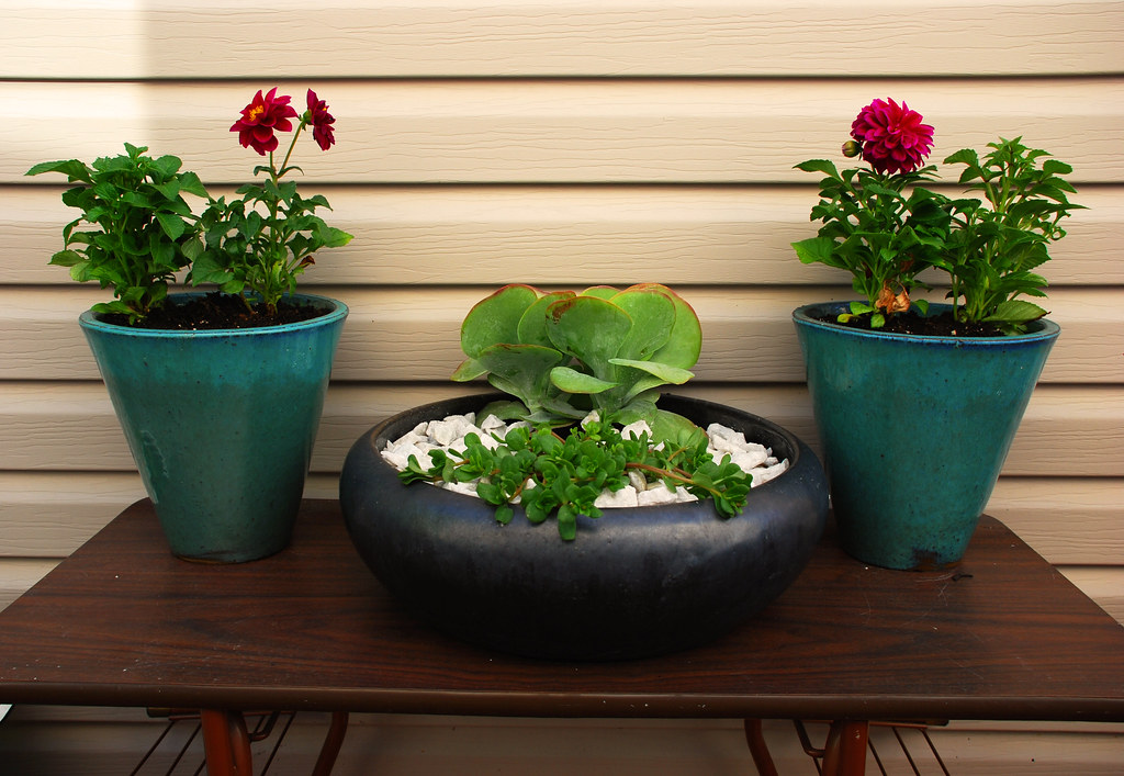 table 'o potted plants (all pots from Homesense the only… Flickr