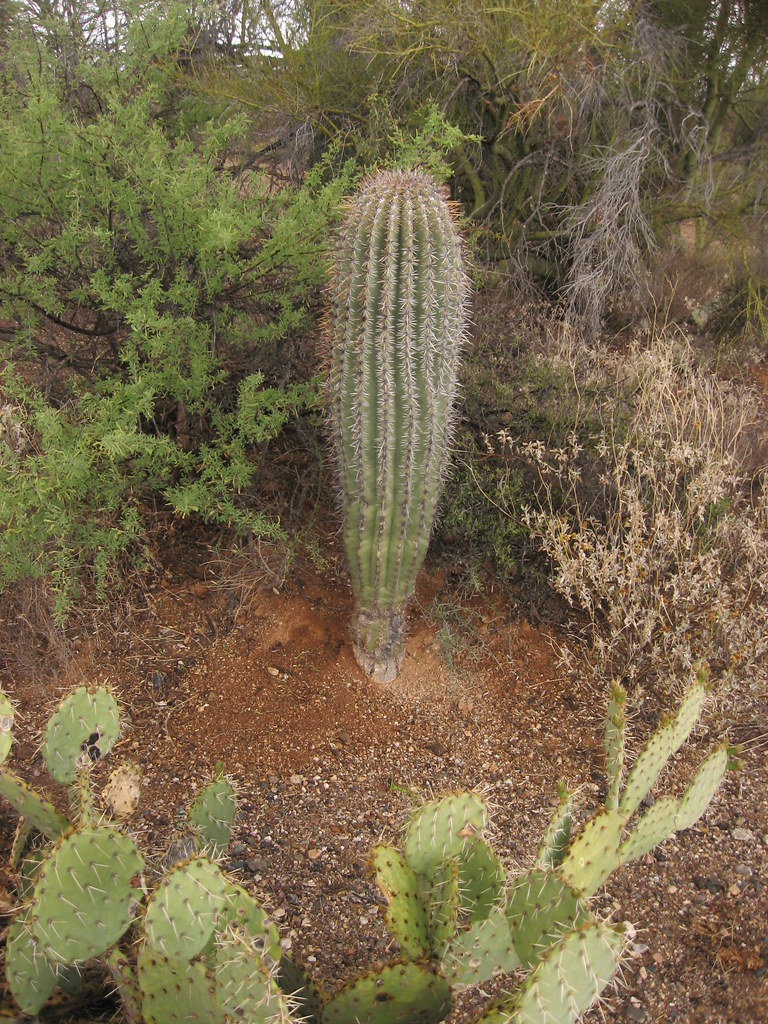 Cactus Forest Drive, Saguaro National Park 32 Saguaro Nati… Flickr