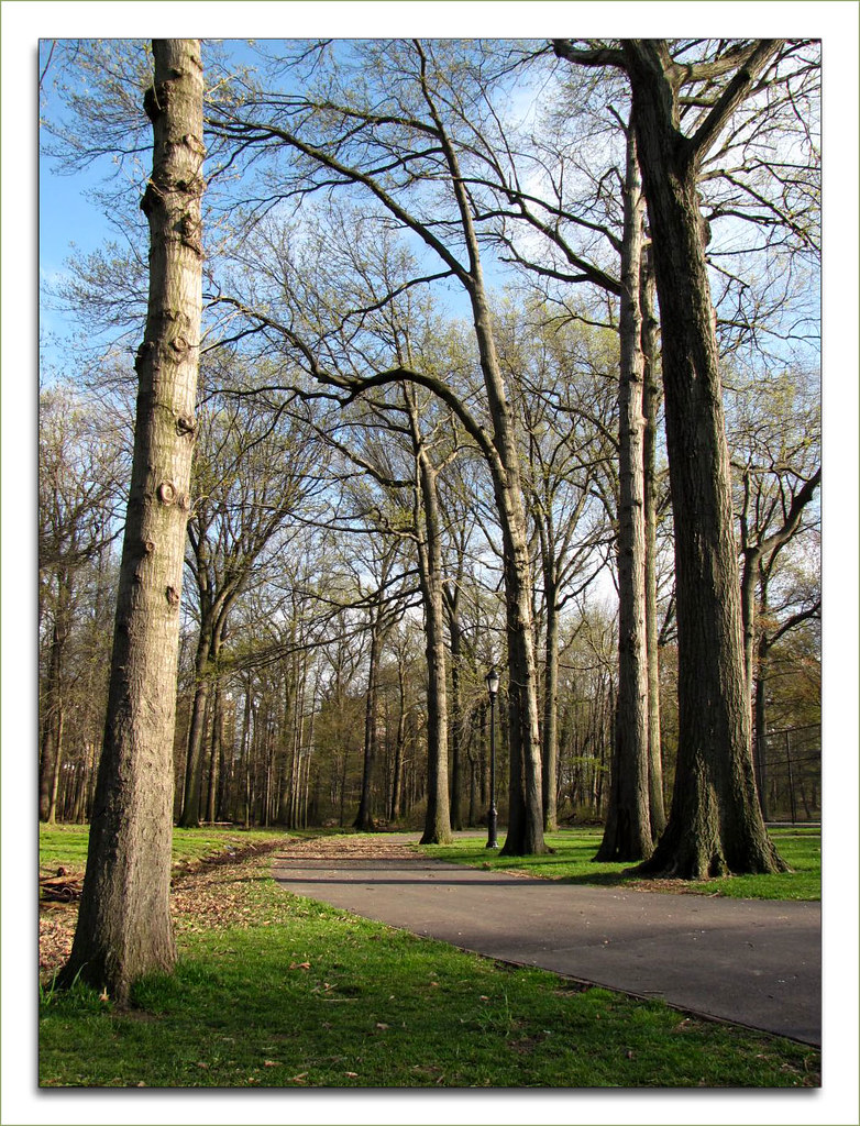 Tree's Knees 143/365 Steve S. Flickr