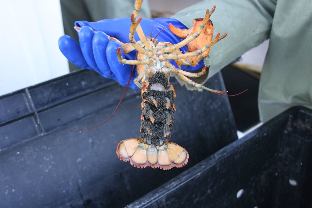 Female with eggs Female lobster with eggs Gil Grimes Flickr