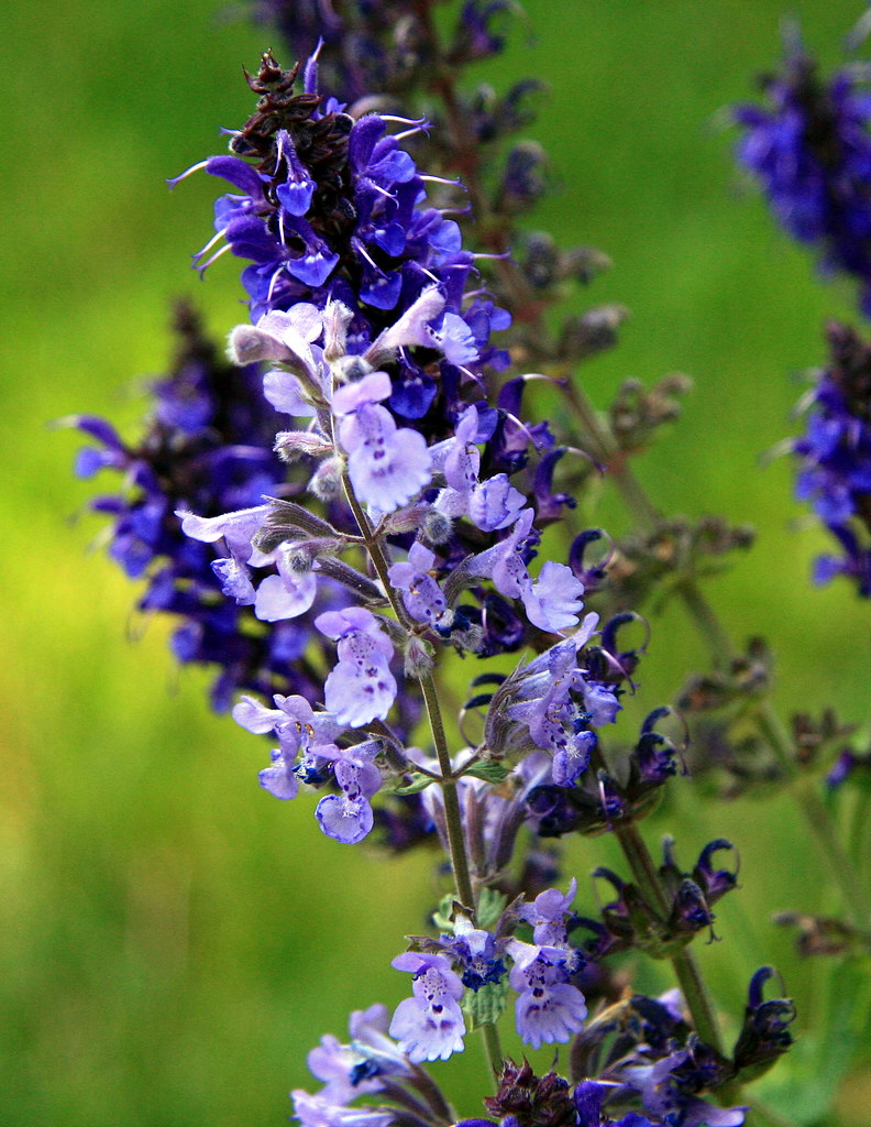 "May Night" Meadow Sage & "Walker's Low" Catmint I spent M… Flickr
