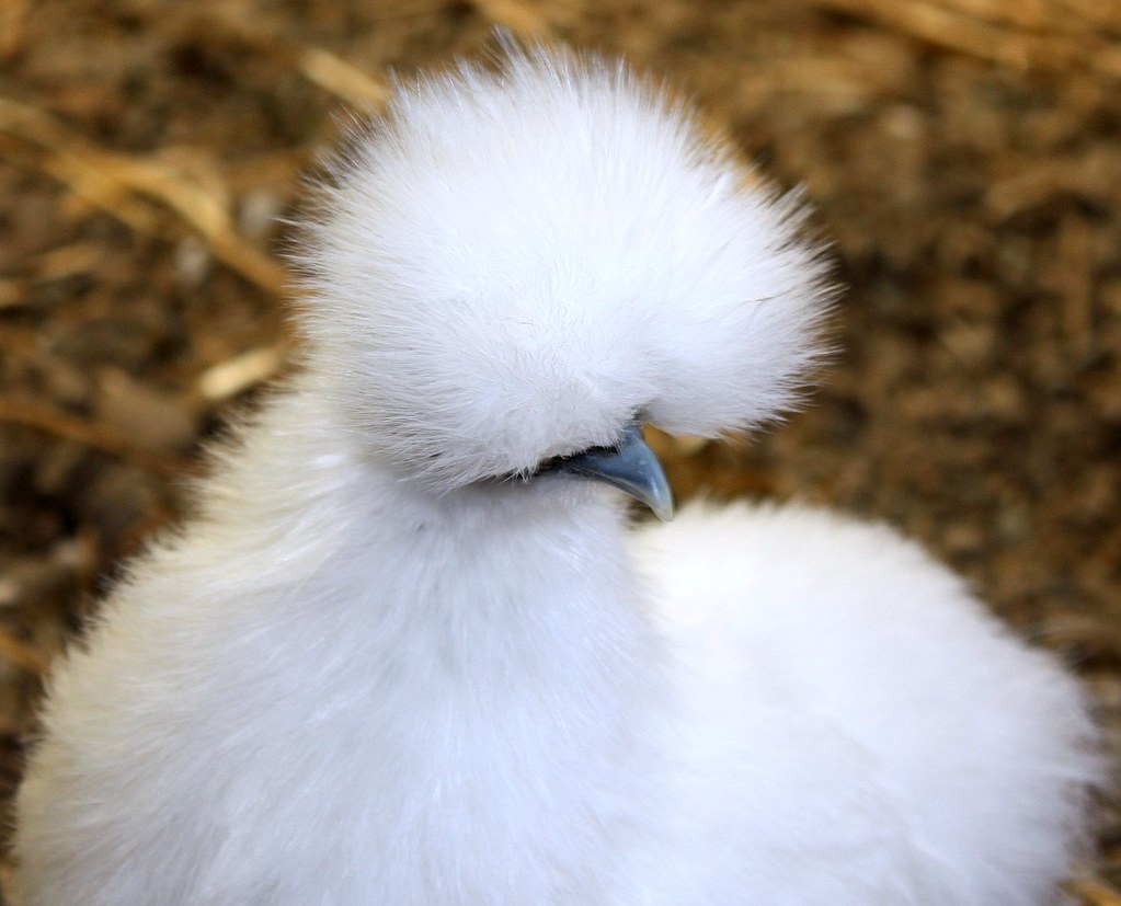 Silkie Chicken ! The Silkie (sometimes spelled Silky) is a… Flickr