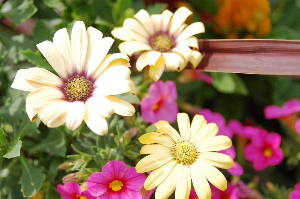 Happy Flowers Flowers and the simple things in life are wh… Flickr