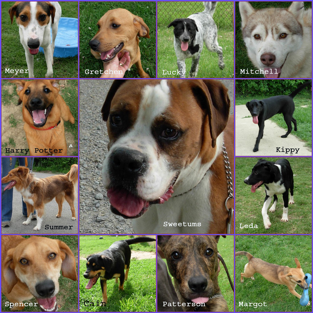 adoptable from Metro Animal Services Louisville, KY Eileen Flickr