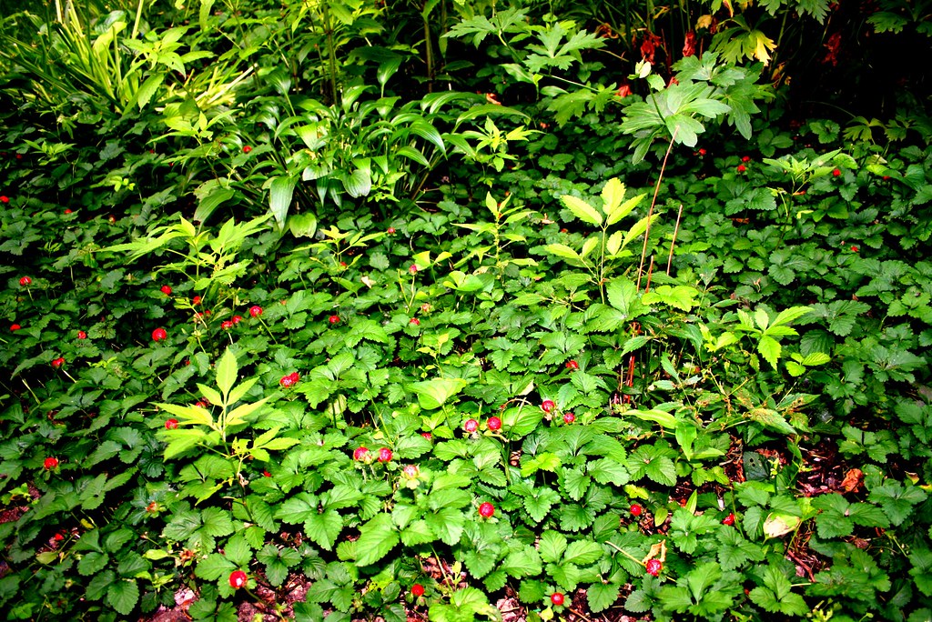 Our lovely strawberry ground cover We have them by the ros… Flickr