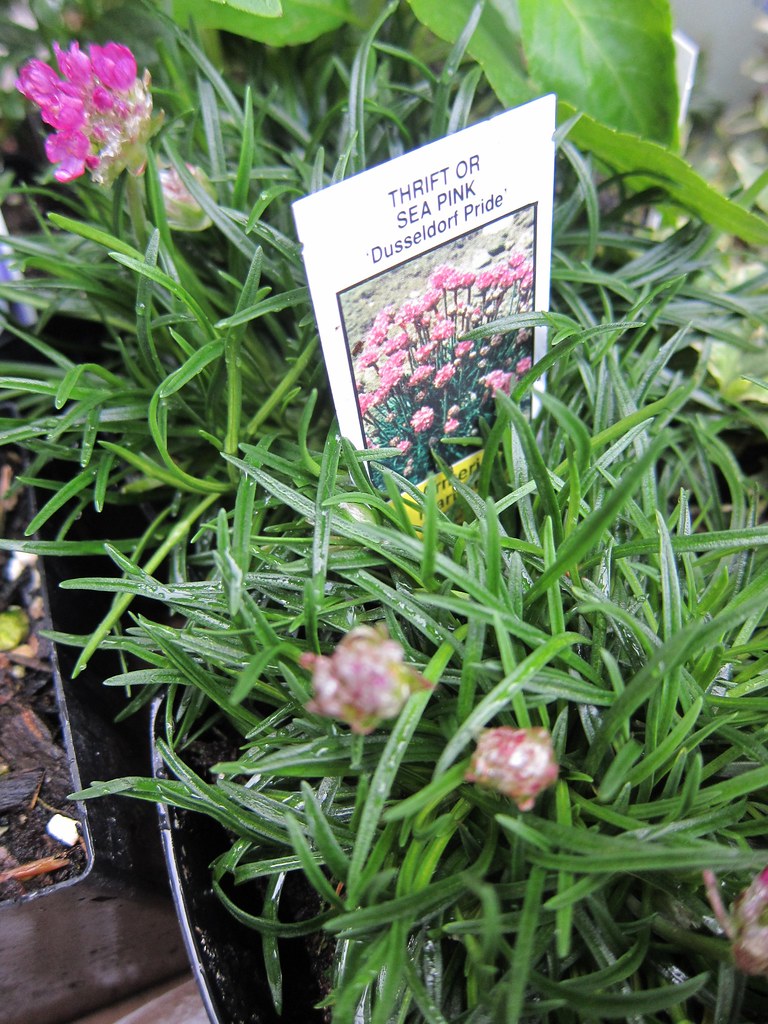 Sea thrift from plant sale Flickr