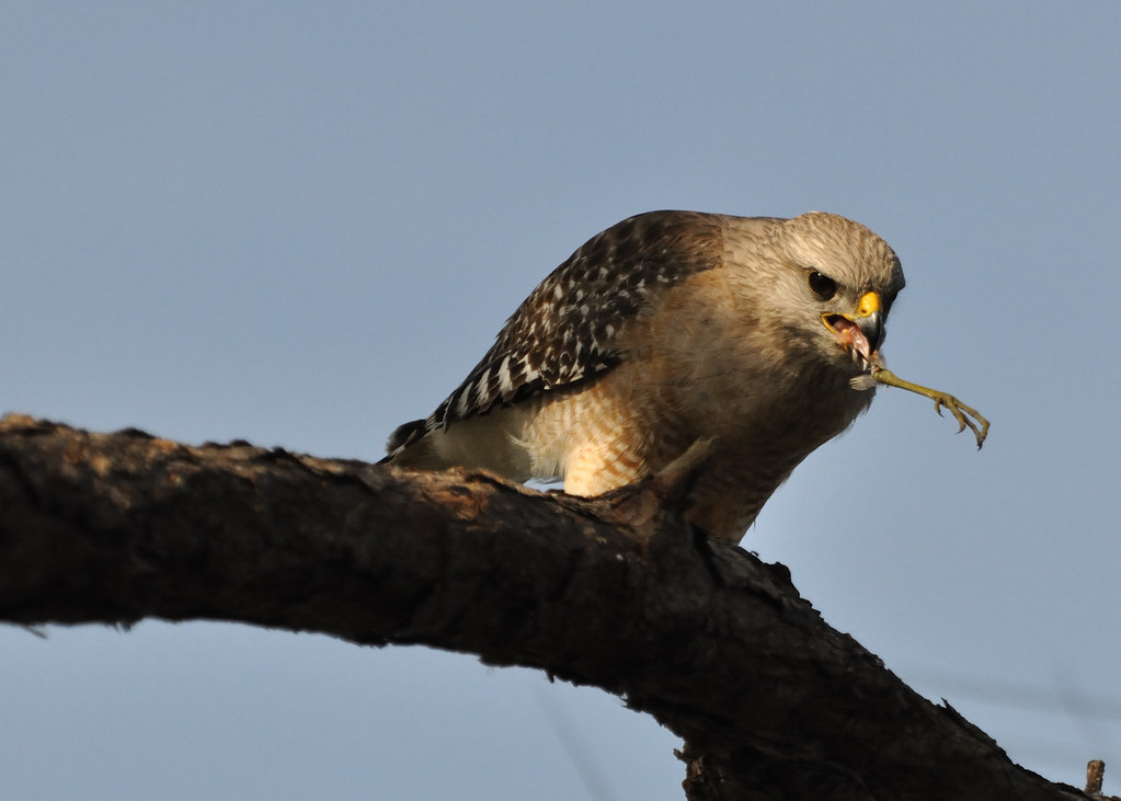 Red shouldered Hawk eating a bird leg Red shouldered hawk … Flickr
