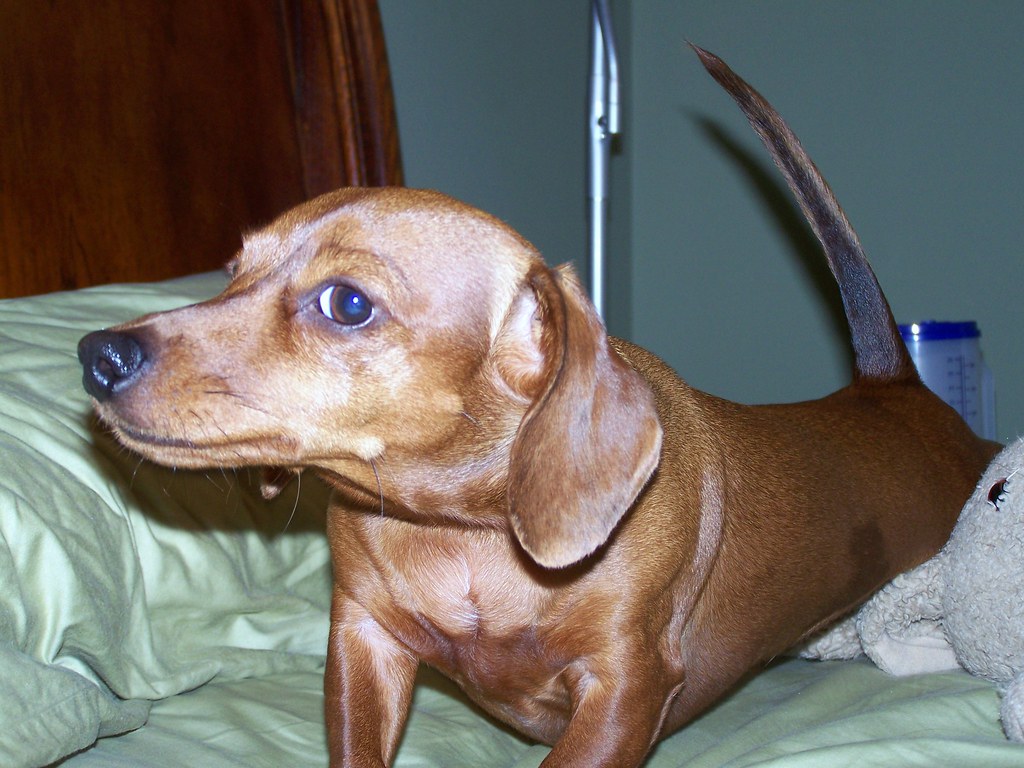 STRETCH!!!! dachshund_lover84 Flickr