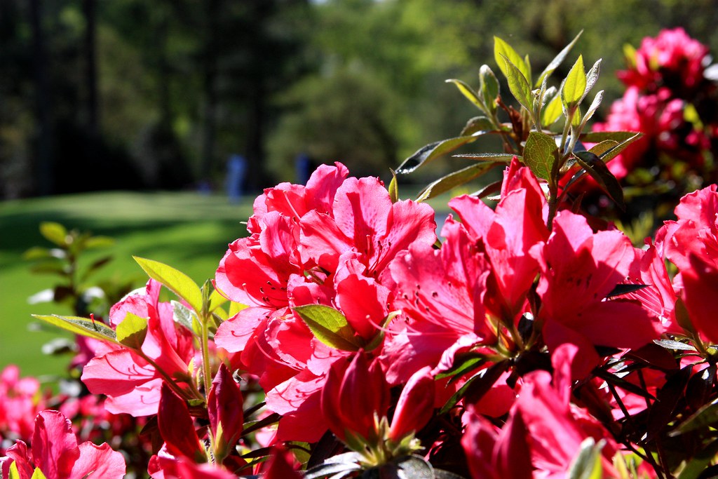Flowers at the Augusta National Golf Course Pate Shumaker Flickr