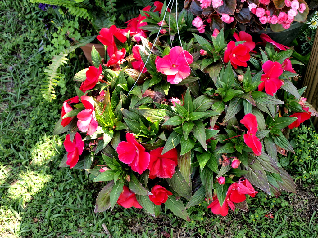 Jan's Nursery Wilmington, NC Flickr