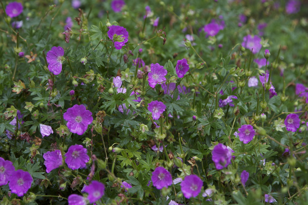 Flower Field Davis Johnson Park Tenafly, NJ View On Wh… Edo