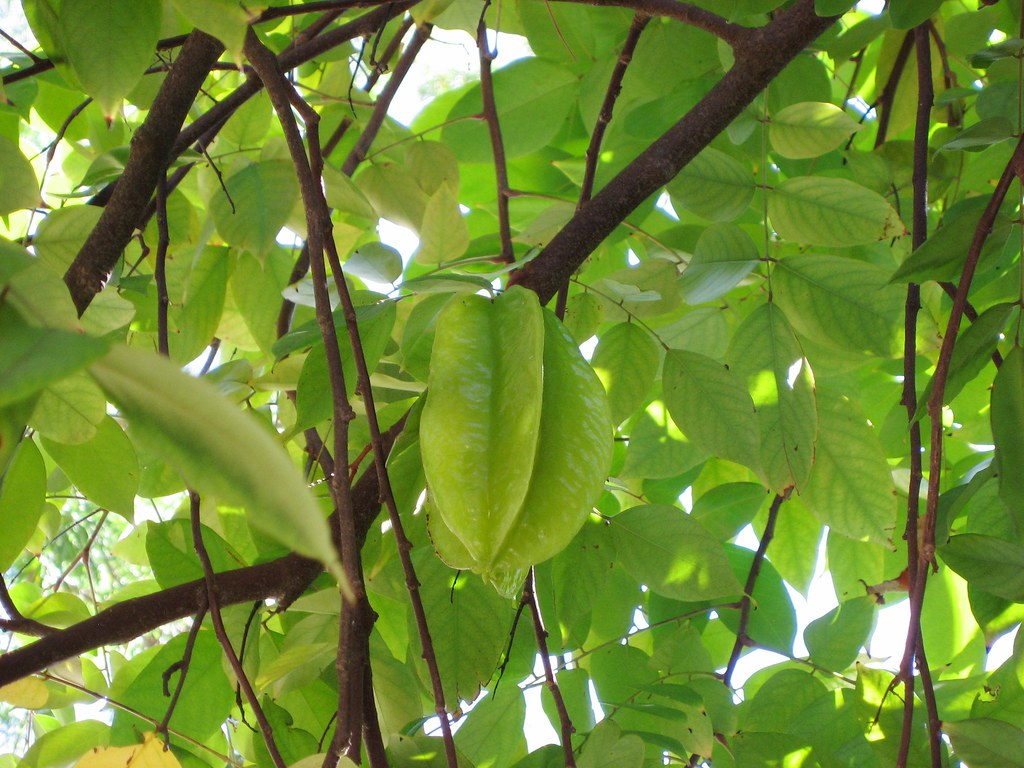 Star Fruit Tree and Fruit beautifulcataya Flickr