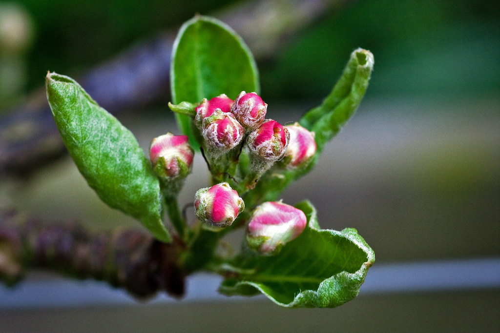 Apple Blossom Time On one of our Russet trees. Mark Robinson Flickr