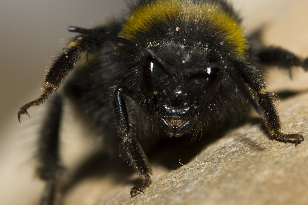 Evil Bee mick.1965 Flickr