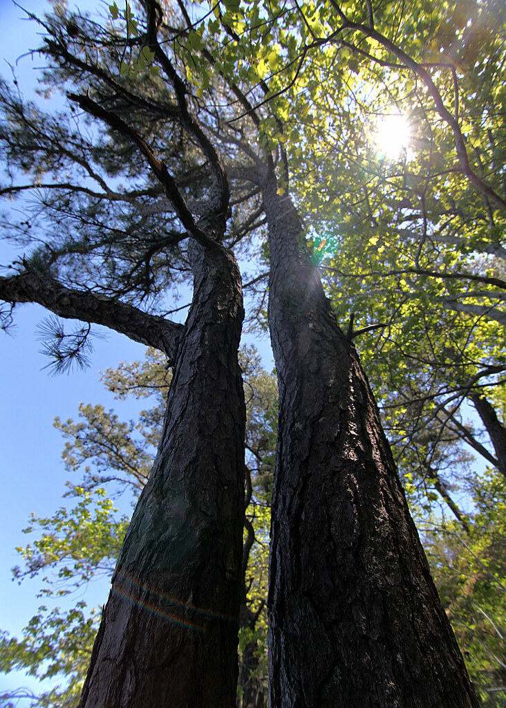 Two Trees Cape Cod National Seashore Great Pond, Wellfle… Flickr