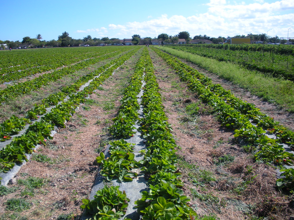 Strawberry field at Grandma's UPick field in Kendall Flickr
