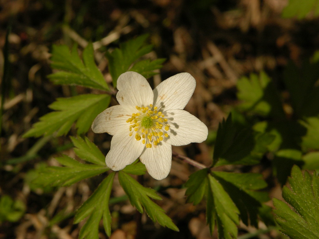 valkovuokko Nimi Valkovuokko Tieteellinen nimi Anemone n… Flickr
