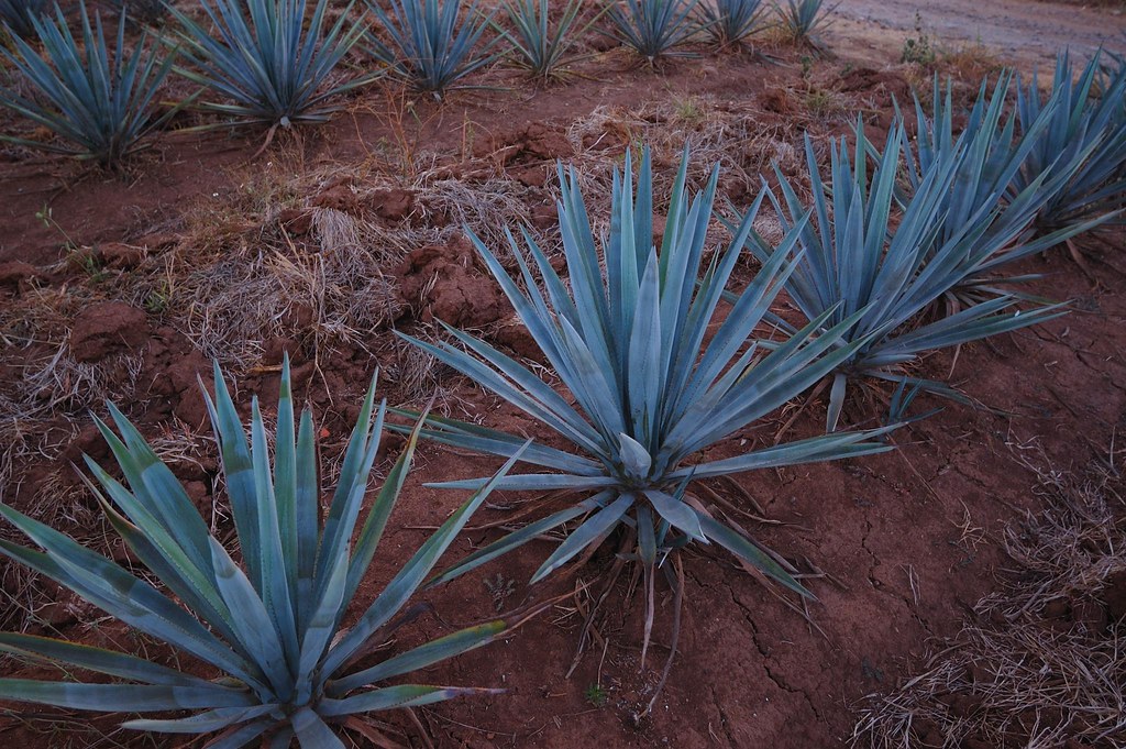 Maguey Agave Azul Tequila Jalisco Mexico Maguey Agave Azul… Flickr