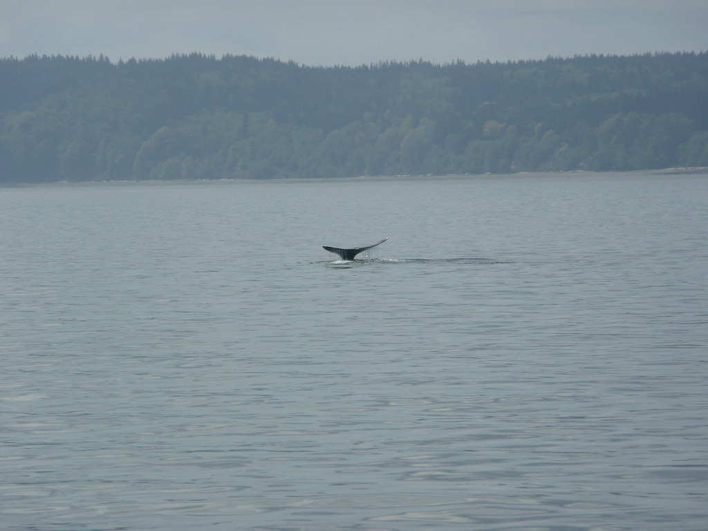Whale Watching in Everett, WA on April, 27th, 2009 Flickr