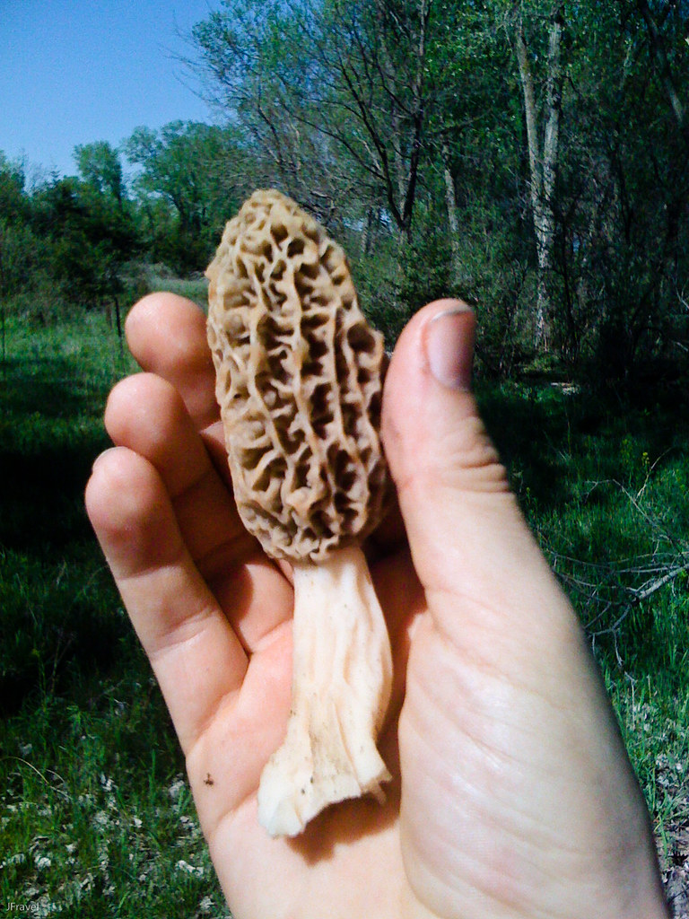 Morel In A Hand This photo is licensed under a Creative Co… Flickr