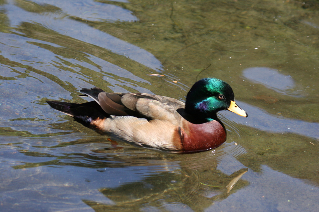 Mallard x Wood Duck hybrid We saw this interesting duck at… Flickr