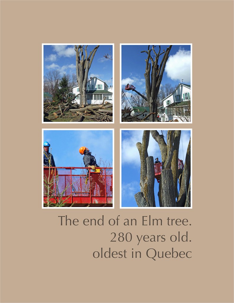 The Elm Tree Elm tree to be cut down..a shame ..280 years … Flickr