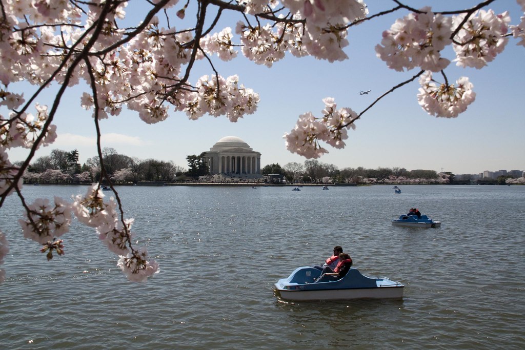 Cherry Blossoms, Jefferson Memorial & Paddle Boats Flickr