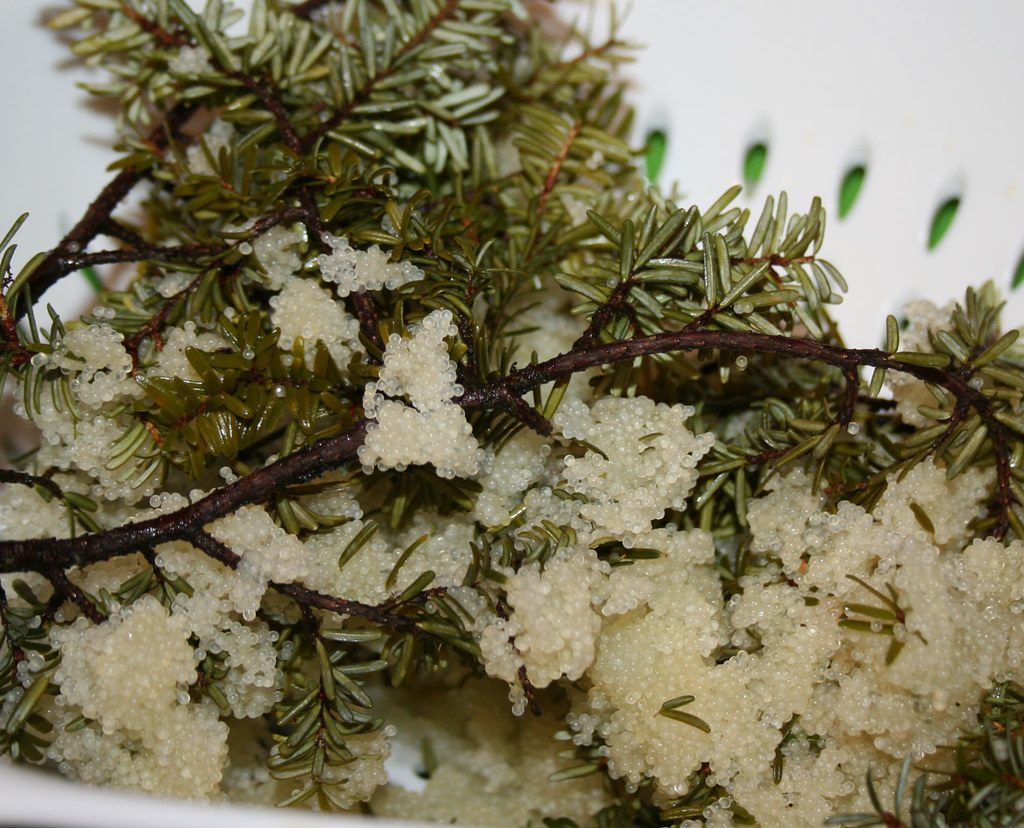 Herring eggs Eating Herring eggs for dinner. Yum Yum. Beverly