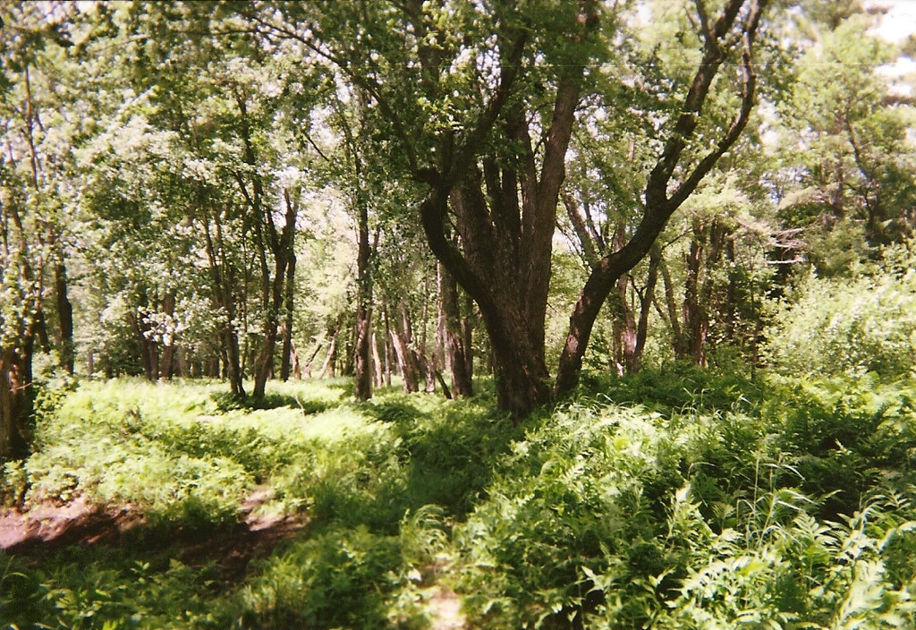 River bottom hardwoods on the Pleasant River walk Taken Ju… Flickr
