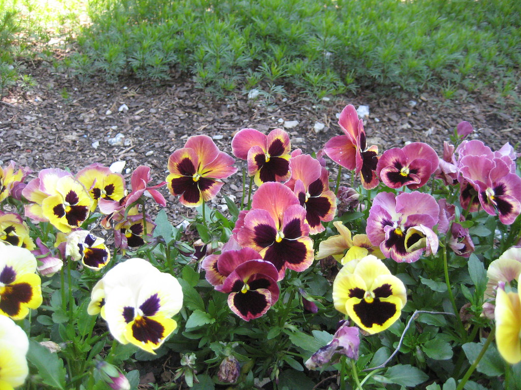 Pansy "Karma Rose Fire" Claire H. Flickr