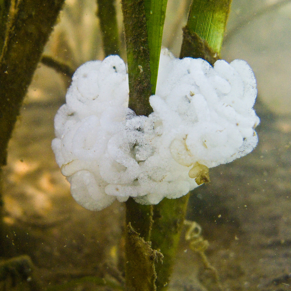 Unknown Slug Eggs This was a hefty mass. The blade of eel … Flickr