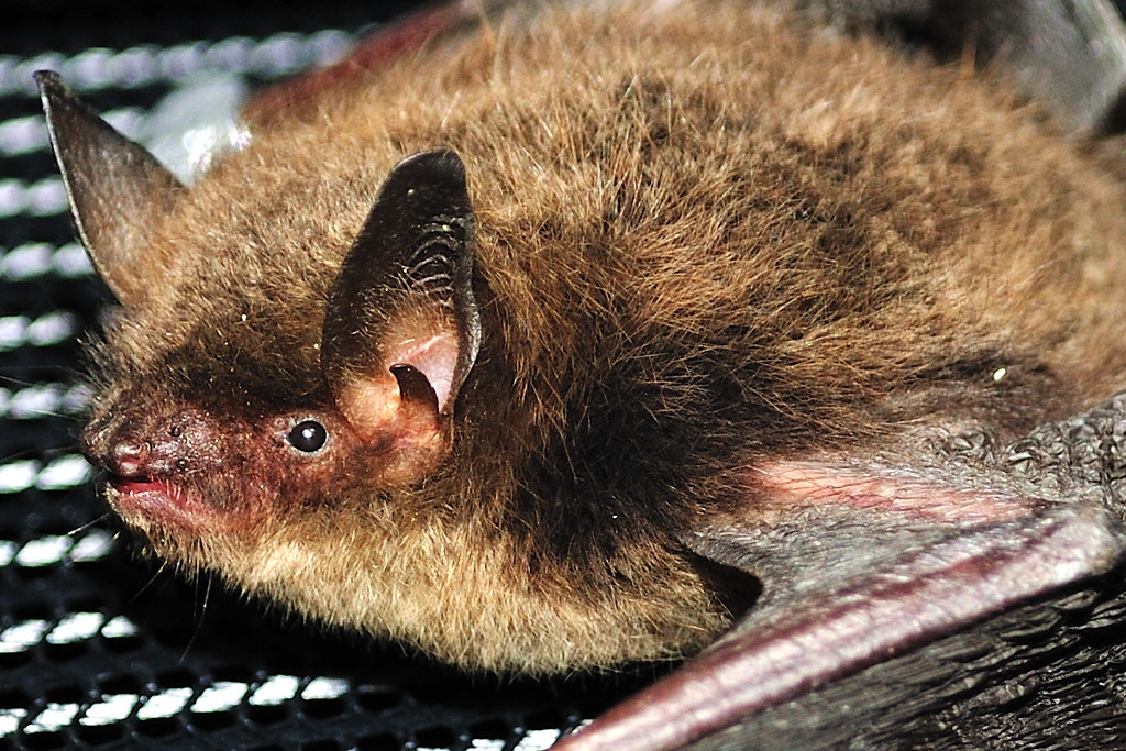 Little Brown Bat a photo on Flickriver