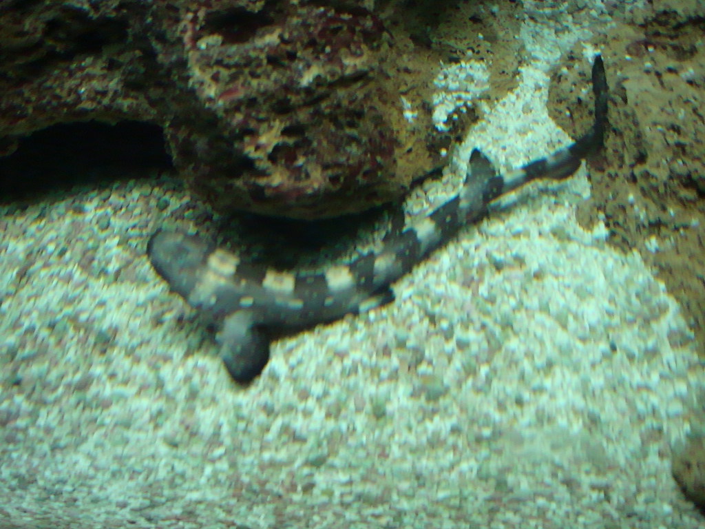 Whitespotted Bamboo Shark Taken at the New York Aquarium i… Flickr