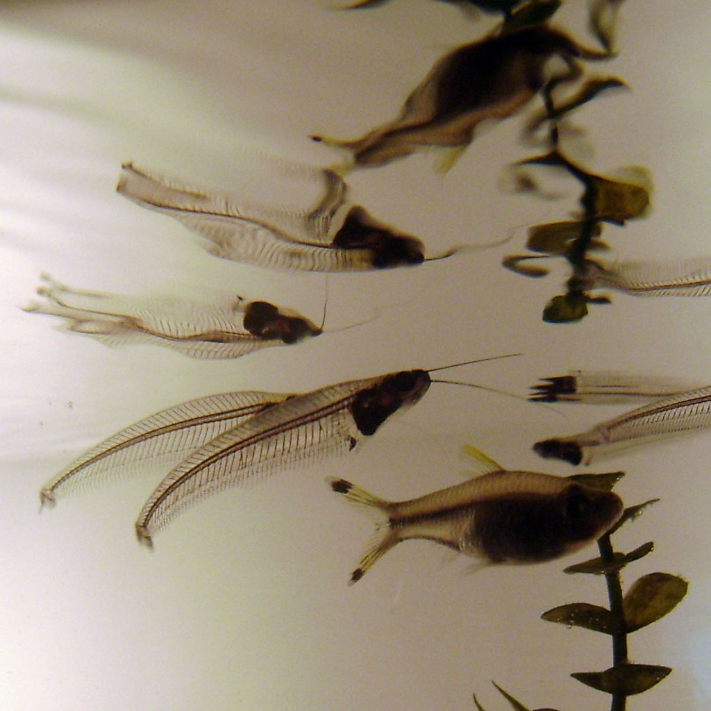 Invisible Fish Yeah these fish are seethrough! Ricky Jones Flickr