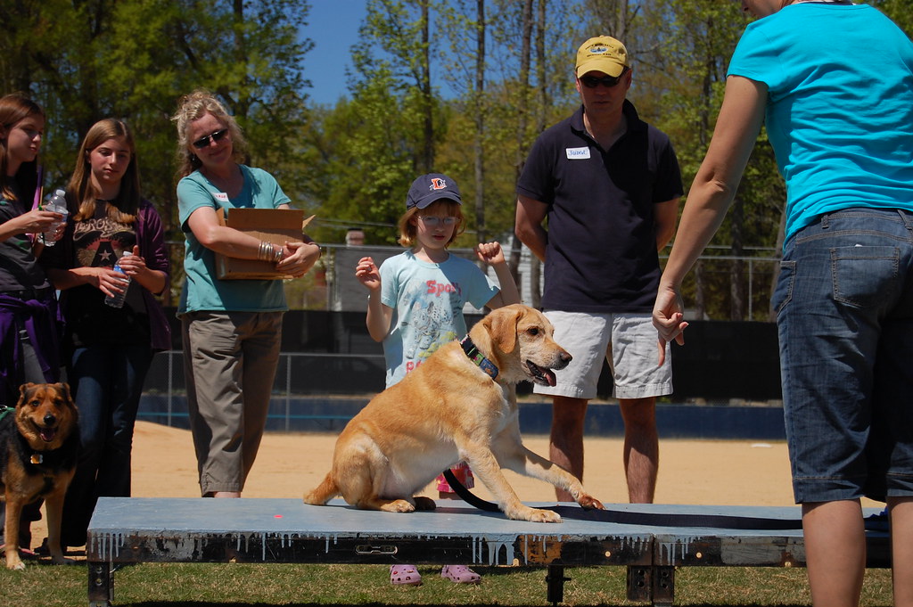 best trained? dog contest, large and small Scenes from Wat… Flickr