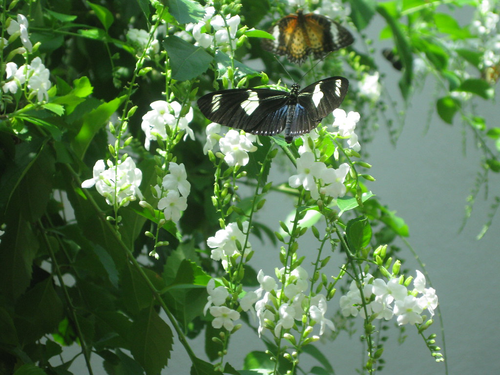 The Butterfly house, Key West Dlv Pics Flickr