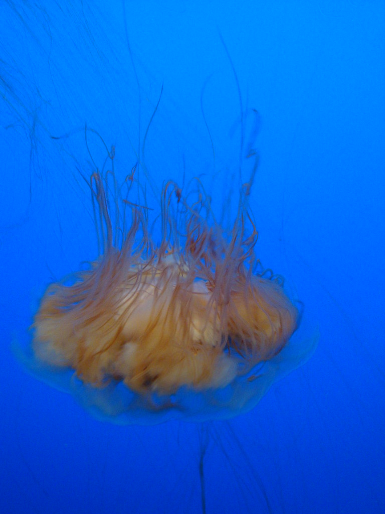 DSC24260" The Lion's Mane jellyfish" The Lion's Mane