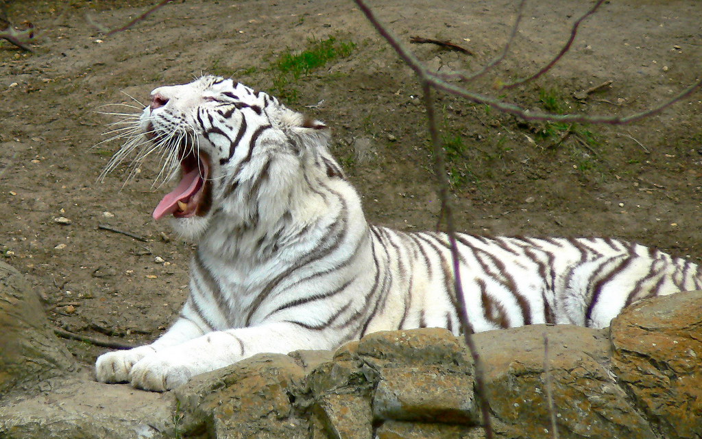 Ft. Worth Zoo White Tiger White Tiger at the Ft. Worth Z… Flickr