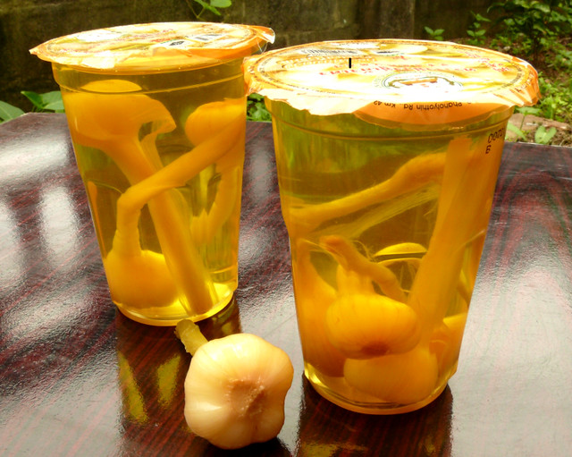 Pickled garlic שום כבוש In Thai kratiem dong מאמר בעברי… Flickr