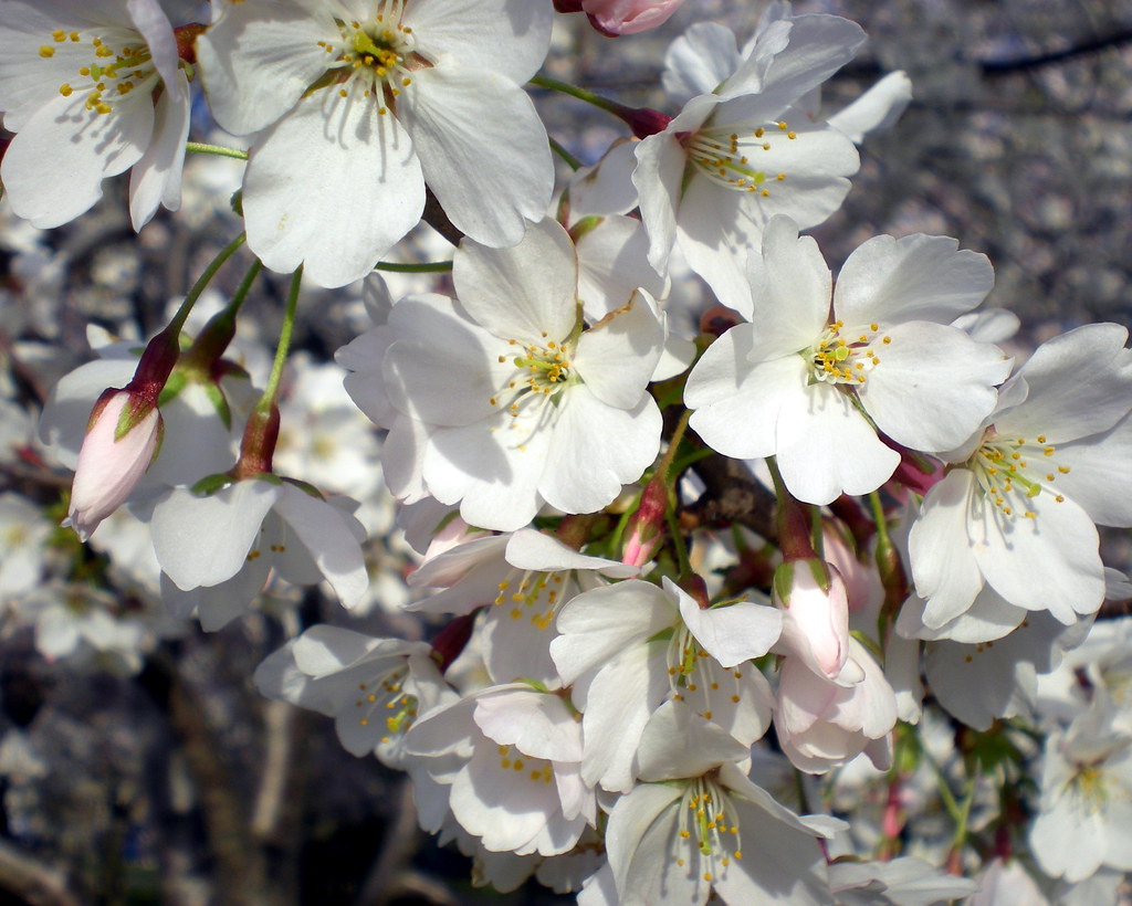 Blossoms and Buds Cherry blossom trees in bloom in Washing… Kevin