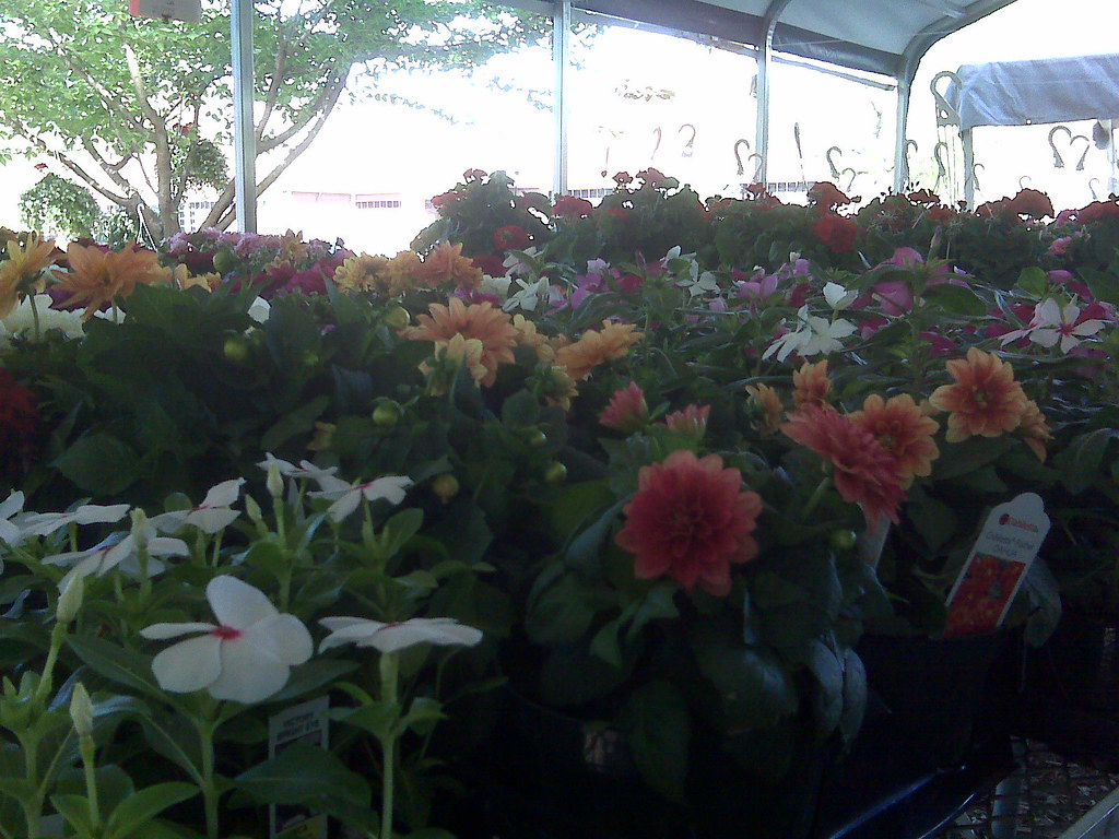 Amish Flowers I stopped by the St. Mary's Amish produce st… Flickr
