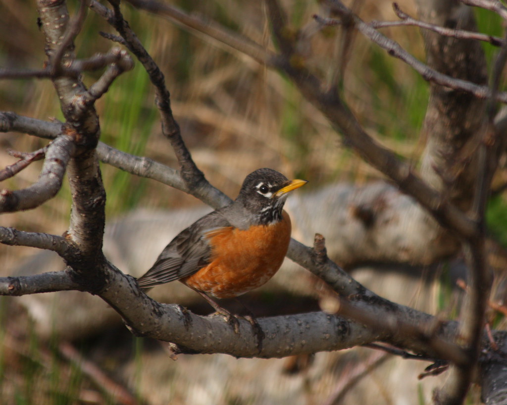 robin_camp_06_03 I had no idea how noisy robins can be so … Flickr