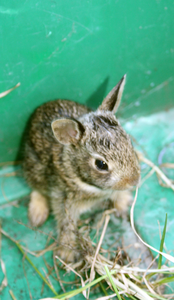 Baby Snowshoe Hare really small rabbit =) h2o_appleday Flickr