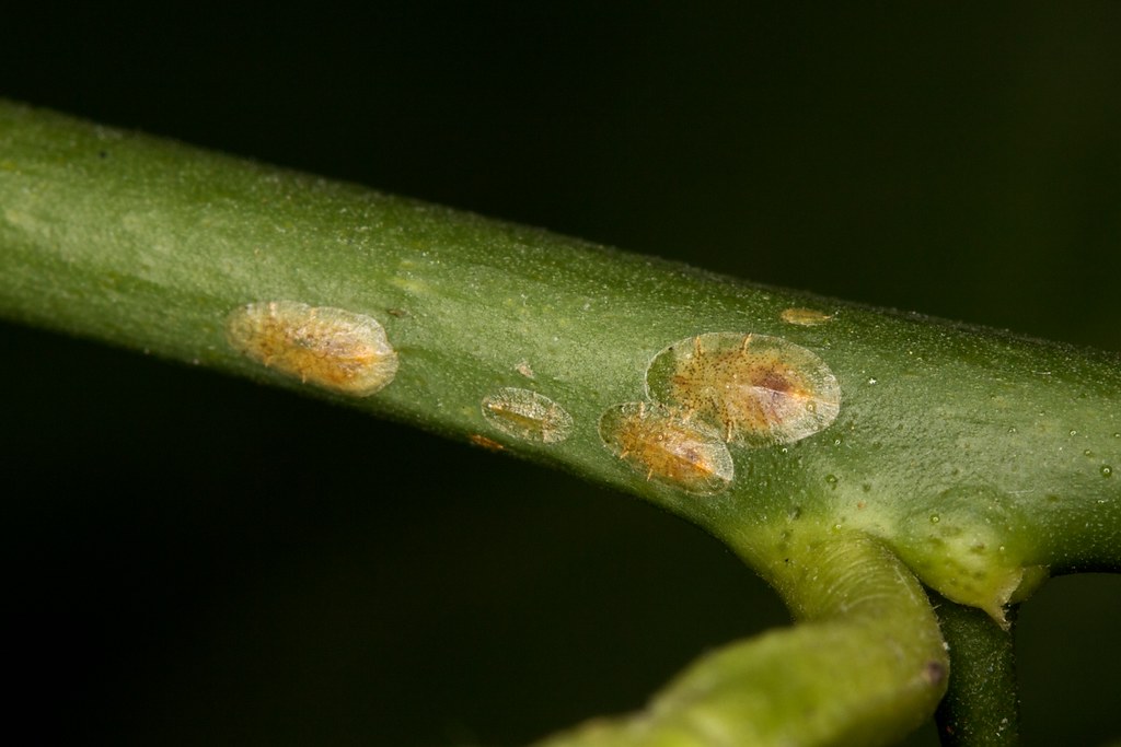 Scale family A bunch of scales on a citrus tree branch Rainer