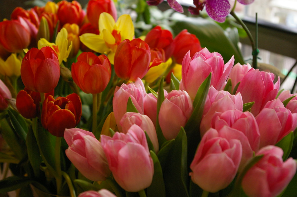 flowers Samantha Forsberg Flickr